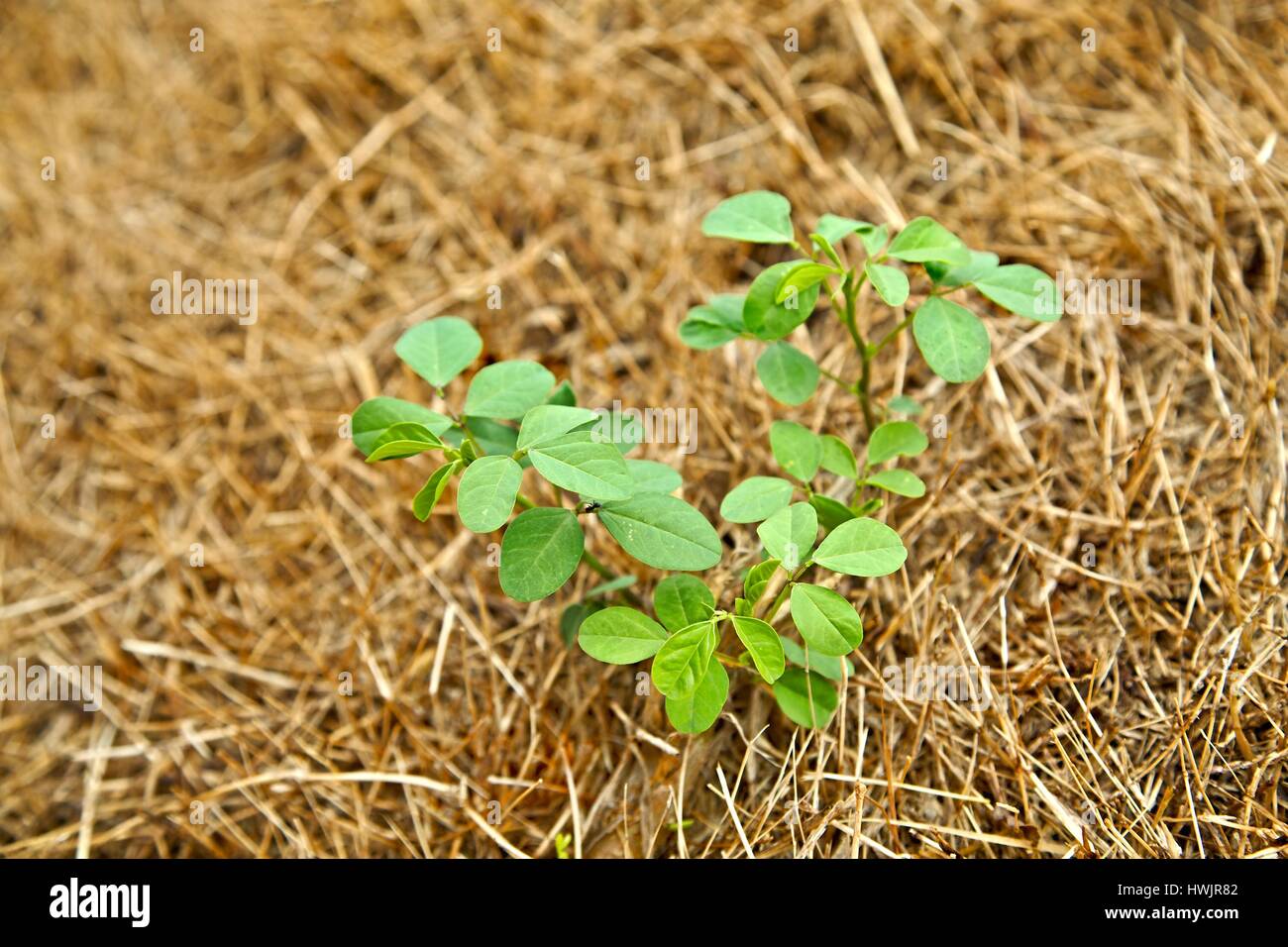 Pianta piccola piantina Foto Stock