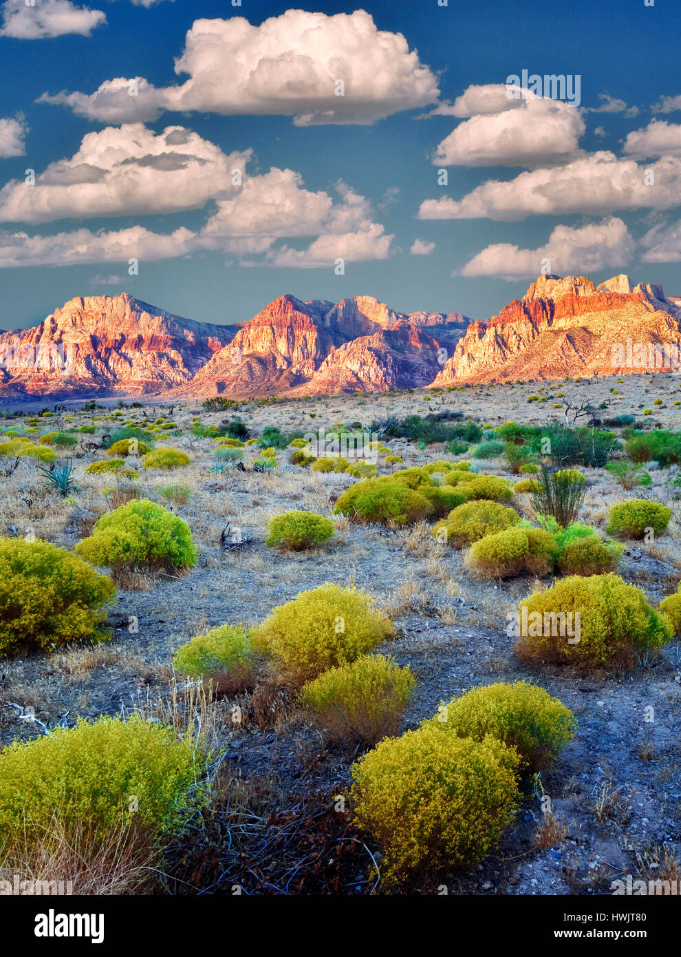 Rabbitbrush e formazioni rocciose nella Red Rock Canyon National Conservation Area, Nevada. Il cielo è stato aggiunto. Foto Stock