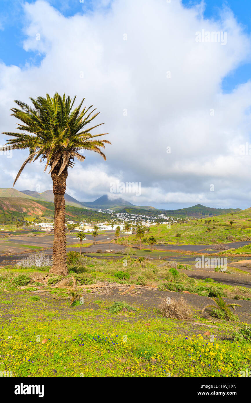 Le palme in valle di montagna vicino a Haria village, Lanzarote, Spagna Foto Stock