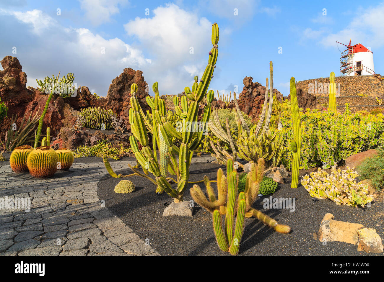 Cacti tropicali giardini a Guatiza villaggio sull'isola di Lanzarote, Spagna Foto Stock