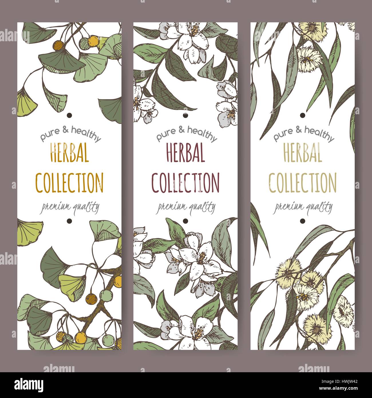 Tre etichette a colori con Ginkgo, gelsomino e eucalipto su bianco. Illustrazione Vettoriale