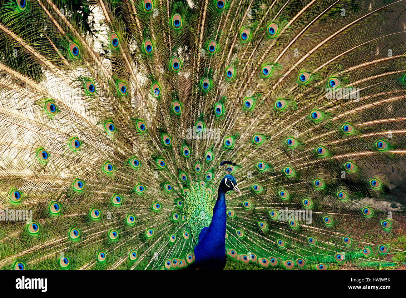 Peacock che mostra le piume Foto Stock