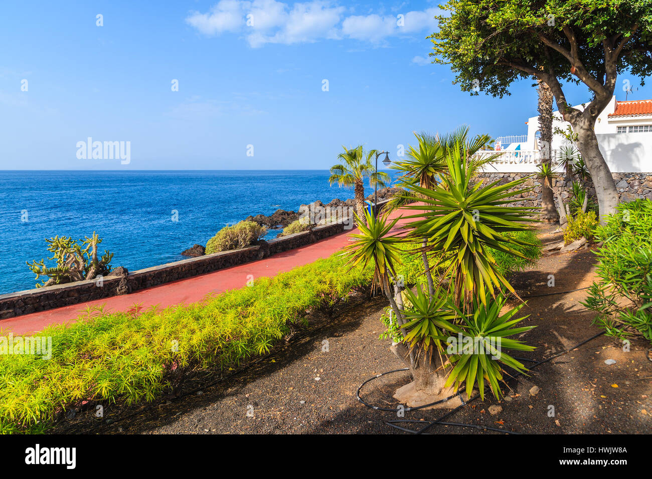 Piante tropicali sulla passeggiata costiera lungo l'oceano nella città di San Juan,, isola di Tenerife, Spagna Foto Stock