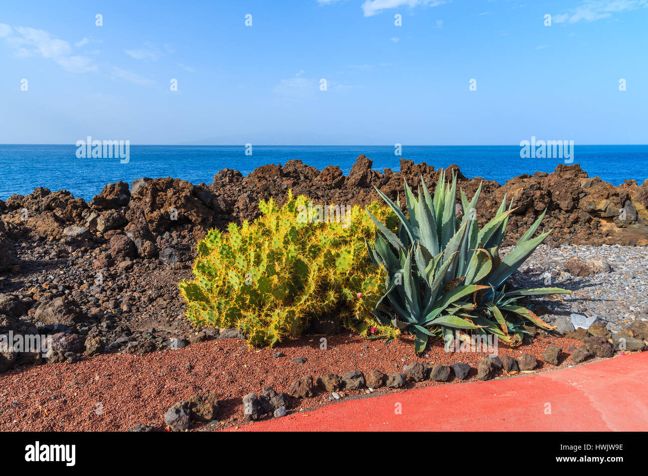 Piante tropicali sulla passeggiata costiera lungo l'oceano nella città di San Juan,, isola di Tenerife, Spagna Foto Stock
