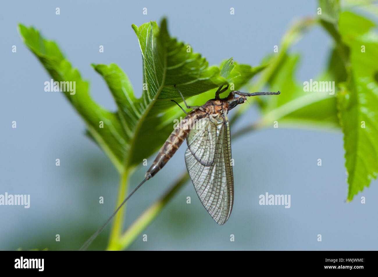 Un singolo MAYFLY poggia su una foglia vicino a Elkhart fiume. Foto Stock