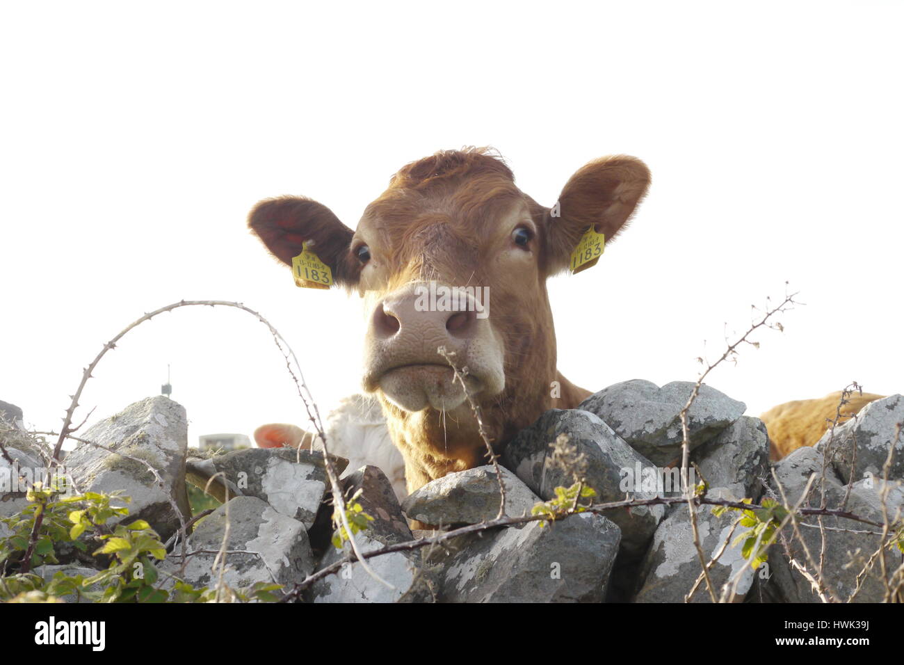 Le mucche in un campo.Le vacche in un campo irlandese. Foto Stock