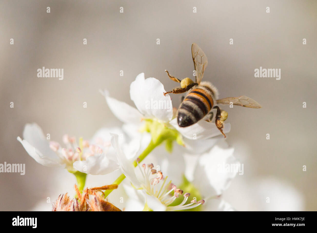 Honeybee polline raccolto dalla fioritura Tree germogli. Foto Stock