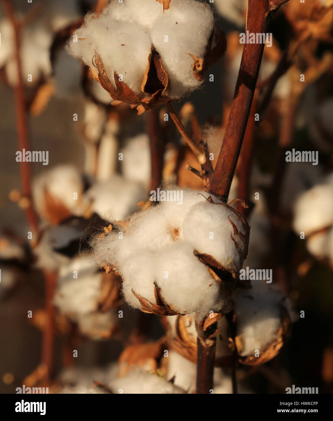 Molti boll di cotone bianco sulla coltivazione intensiva di piante di cotone Foto Stock