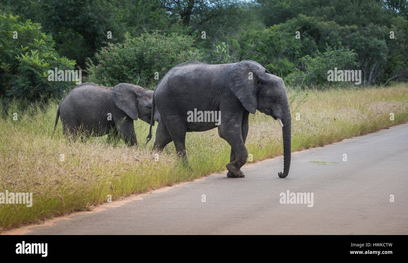 Grande elefante con giovani baby elephant in Nazionale Kruger wild Park South Africa hoedspruit vicino a te gate orfani Foto Stock