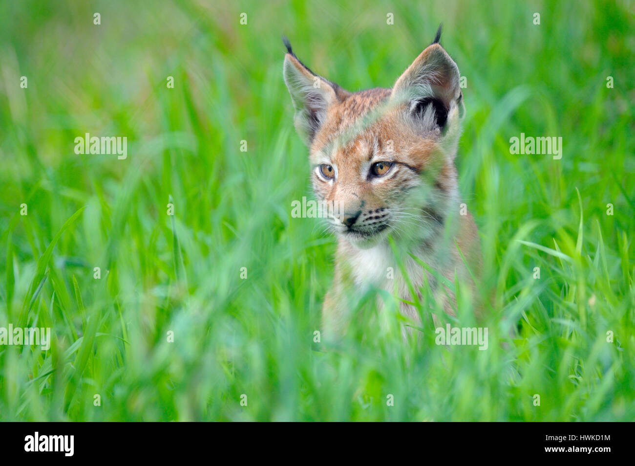 Lince euroasiatica, agosto, captive, Germania, , Lynx lynx, Foto Stock