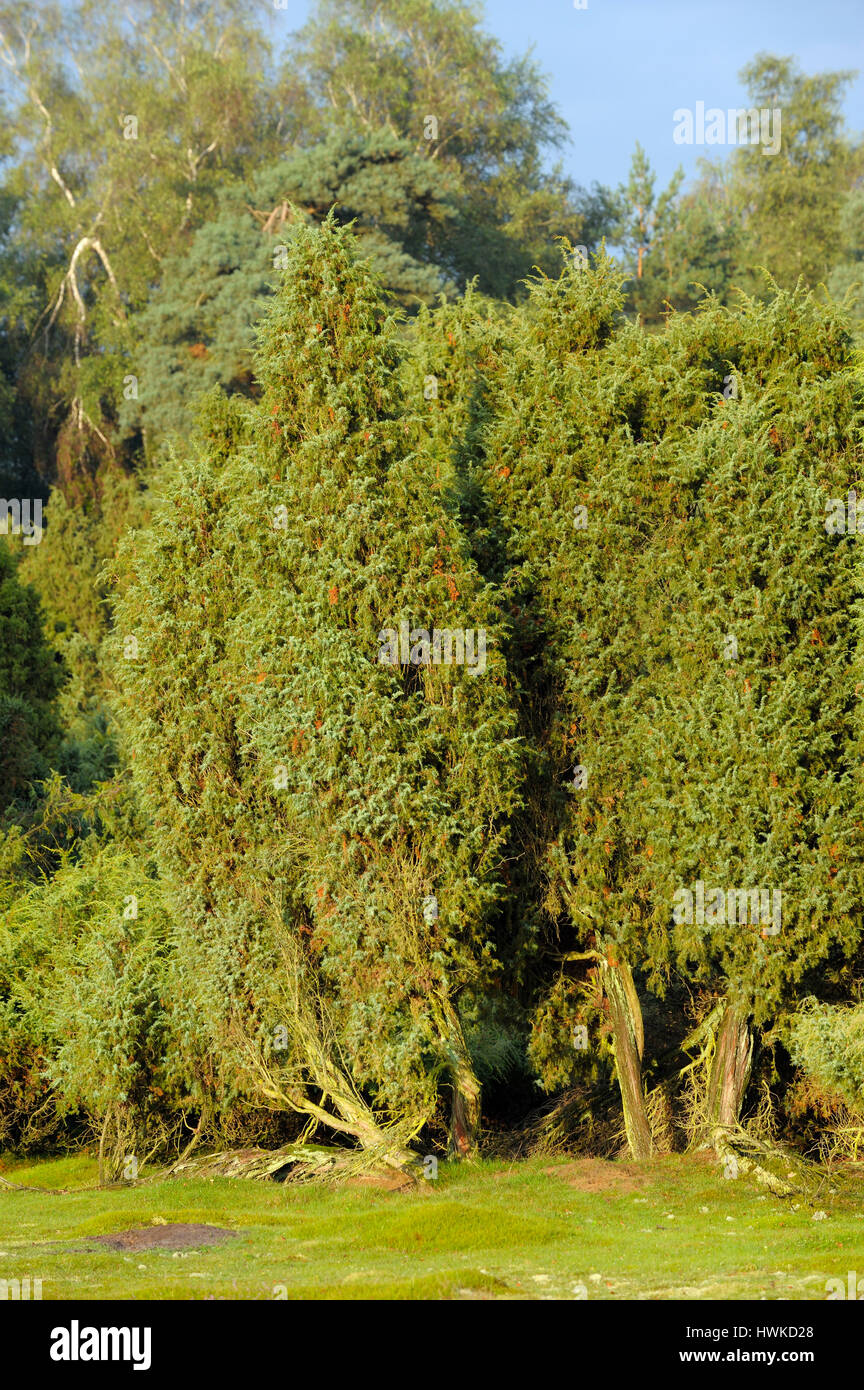 Il Ginepro comune, agosto Westruper Heide, Germania, , Juniperus communis, Foto Stock
