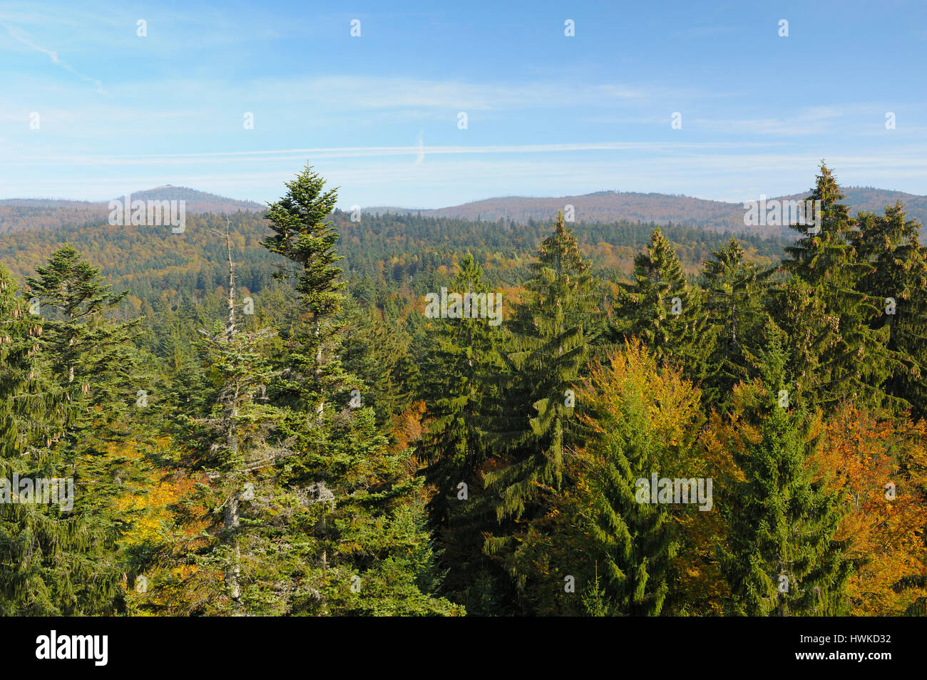 Treetop a piedi, ottobre, Parco Nazionale della Foresta Bavarese, Germania Foto Stock