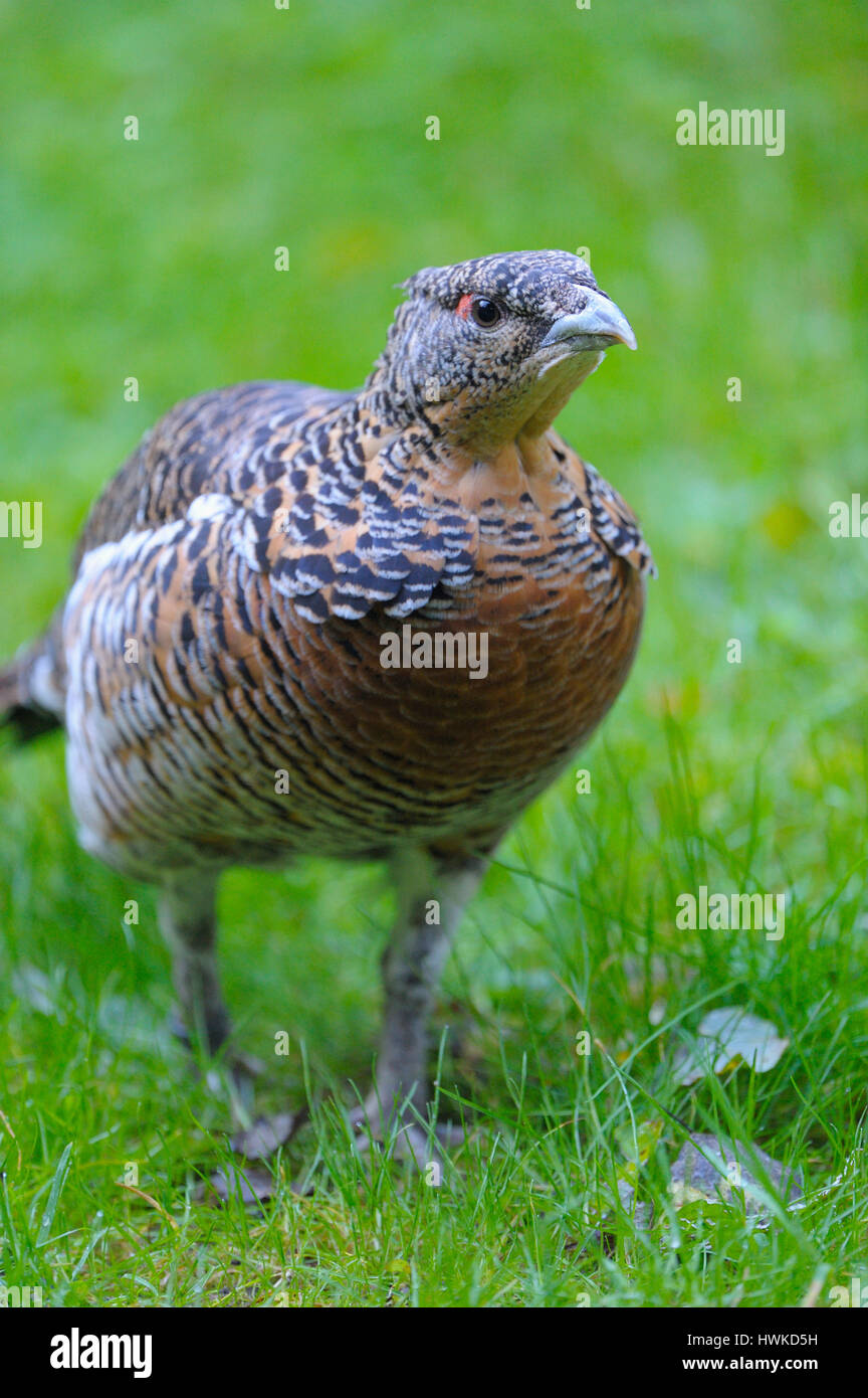 Auerhuhn , Tetrao urogallus, Western gallo cedrone, Henne, Weibchen, Oktober, prigionieri Tierfreigelaende Nationalpark Bayerischer Wald, Bayern, Deutschland Foto Stock
