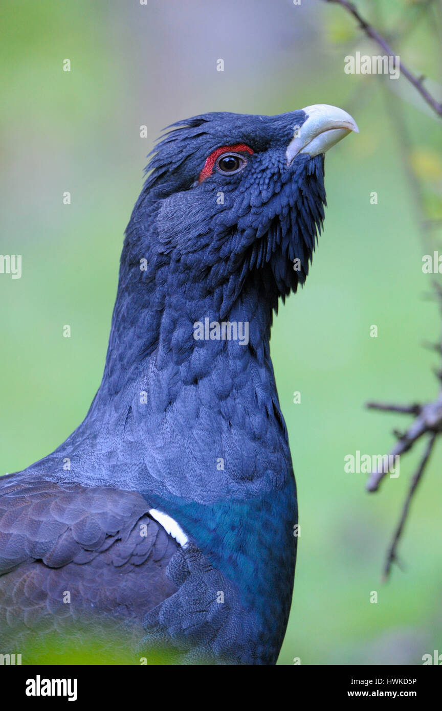 Western gallo cedrone, maschio, captive, ottobre, Parco Nazionale della Foresta Bavarese, Germania, , Tetrao urogallus, Foto Stock