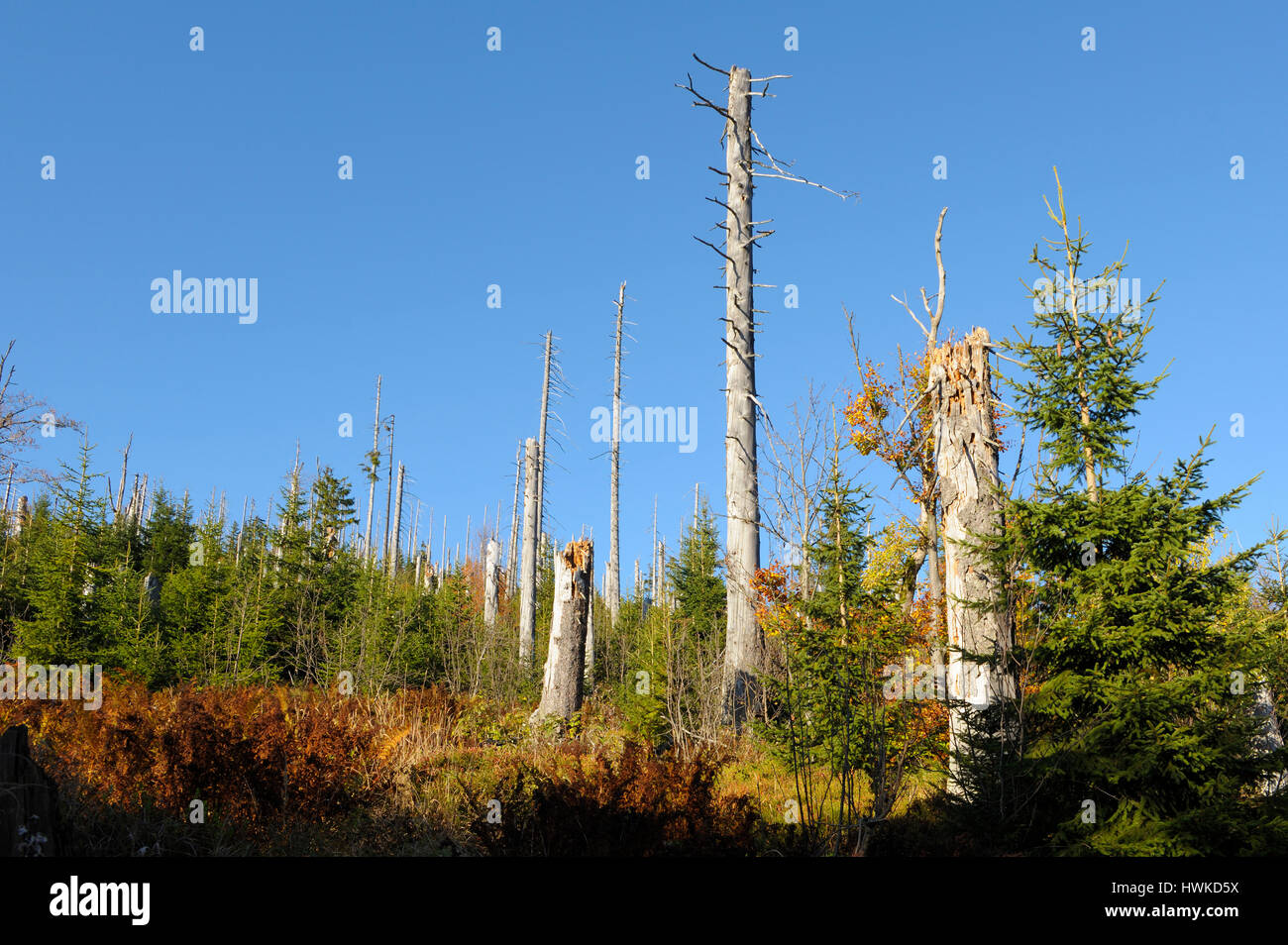 Foresta di morti, ottobre, Lusen, Parco Nazionale della Foresta Bavarese, Germania Foto Stock