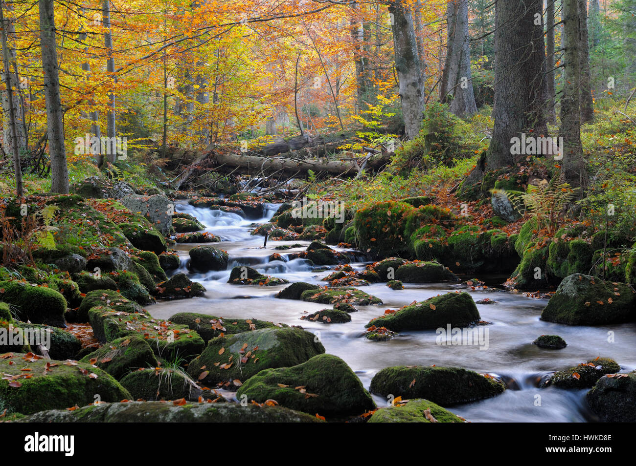 Kleine Ohe, ottobre, Parco Nazionale della Foresta Bavarese, Germania Foto Stock