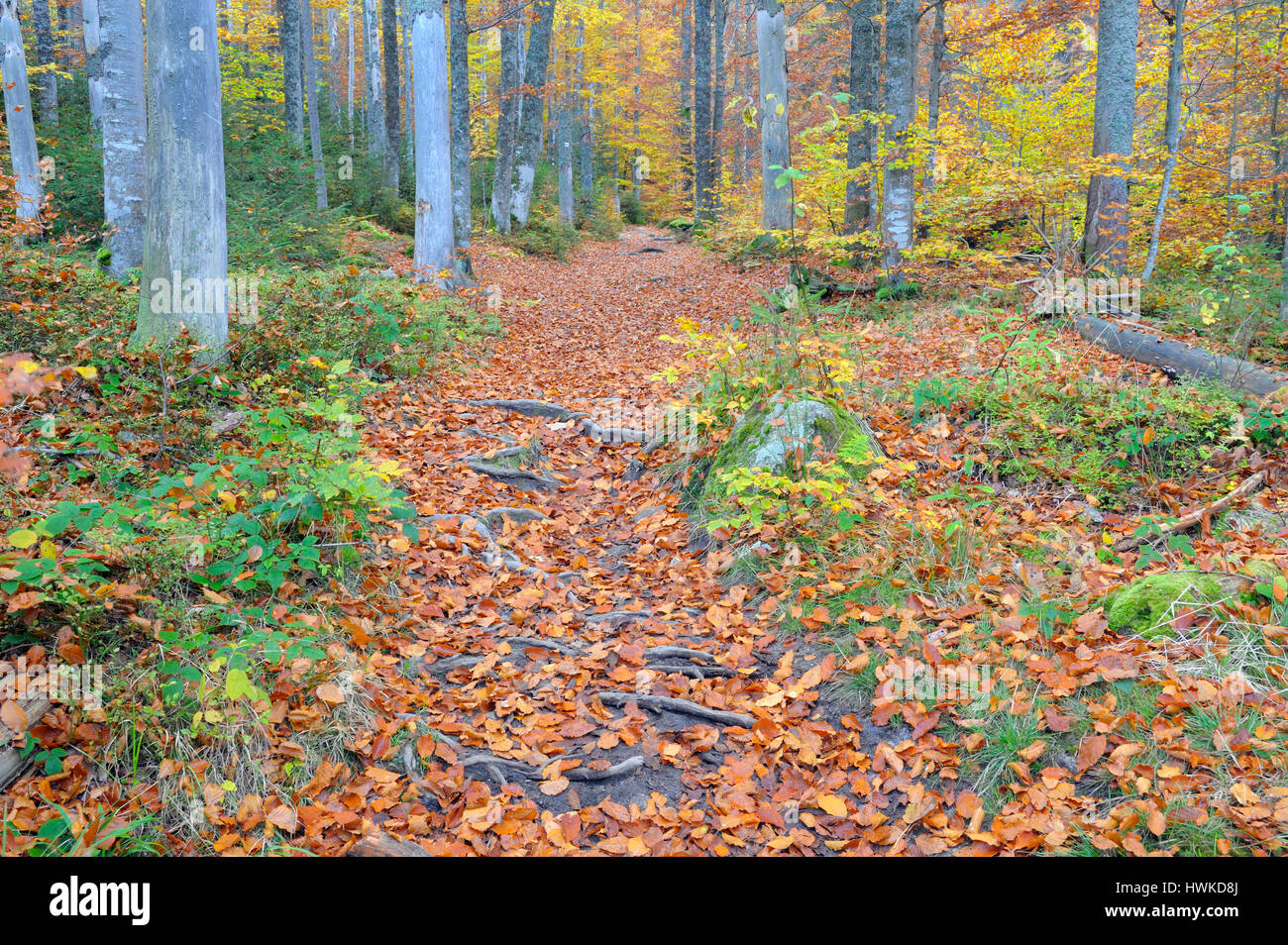 Foresta di faggio in autunno, ottobre, Parco Nazionale della Foresta Bavarese, Germania Foto Stock