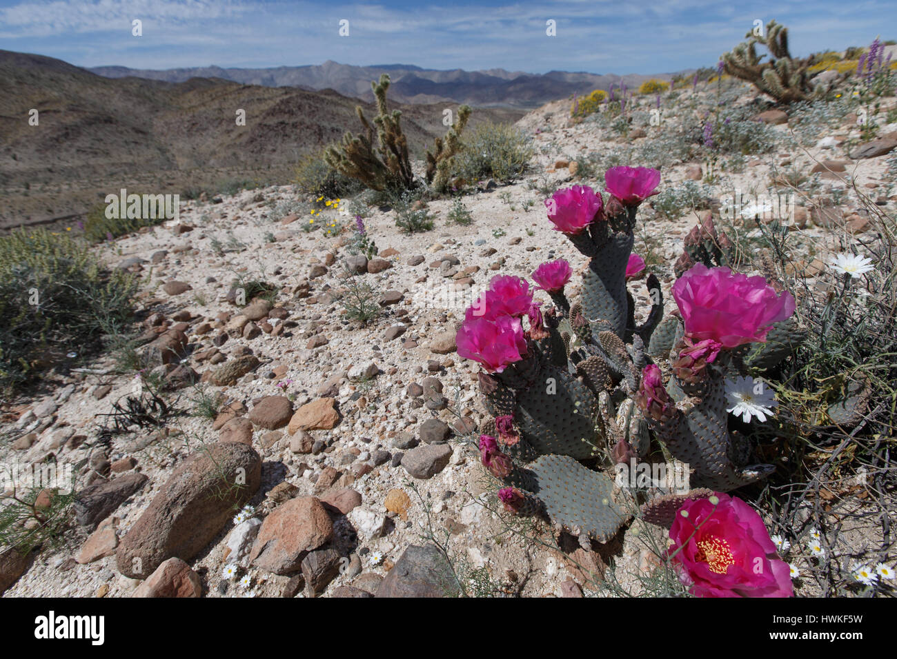 Coda di castoro Cactus (Opuntia basilaris) fiorisce in cima Sweeny passano in Anza-Borrego Desert State Park. Foto Stock