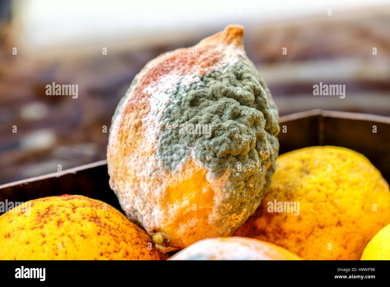 Stampo di limone agrumi ammuffito Foto Stock