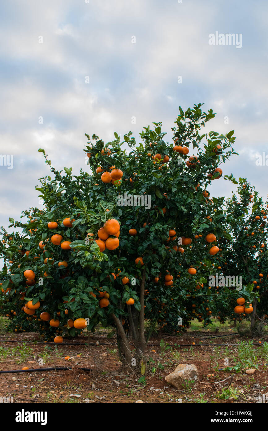 Mature mandarin giovane albero che cresce nel giardino della fattoria, cielo molto nuvoloso in background Foto Stock