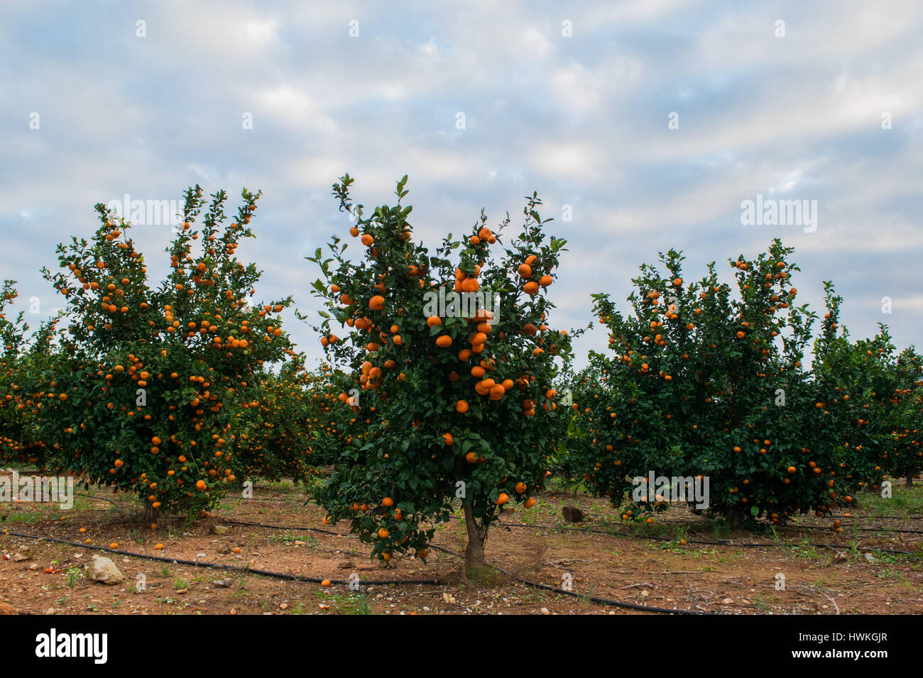 Mature mandarin giovani alberi che crescono nel giardino della fattoria, cielo molto nuvoloso in background Foto Stock