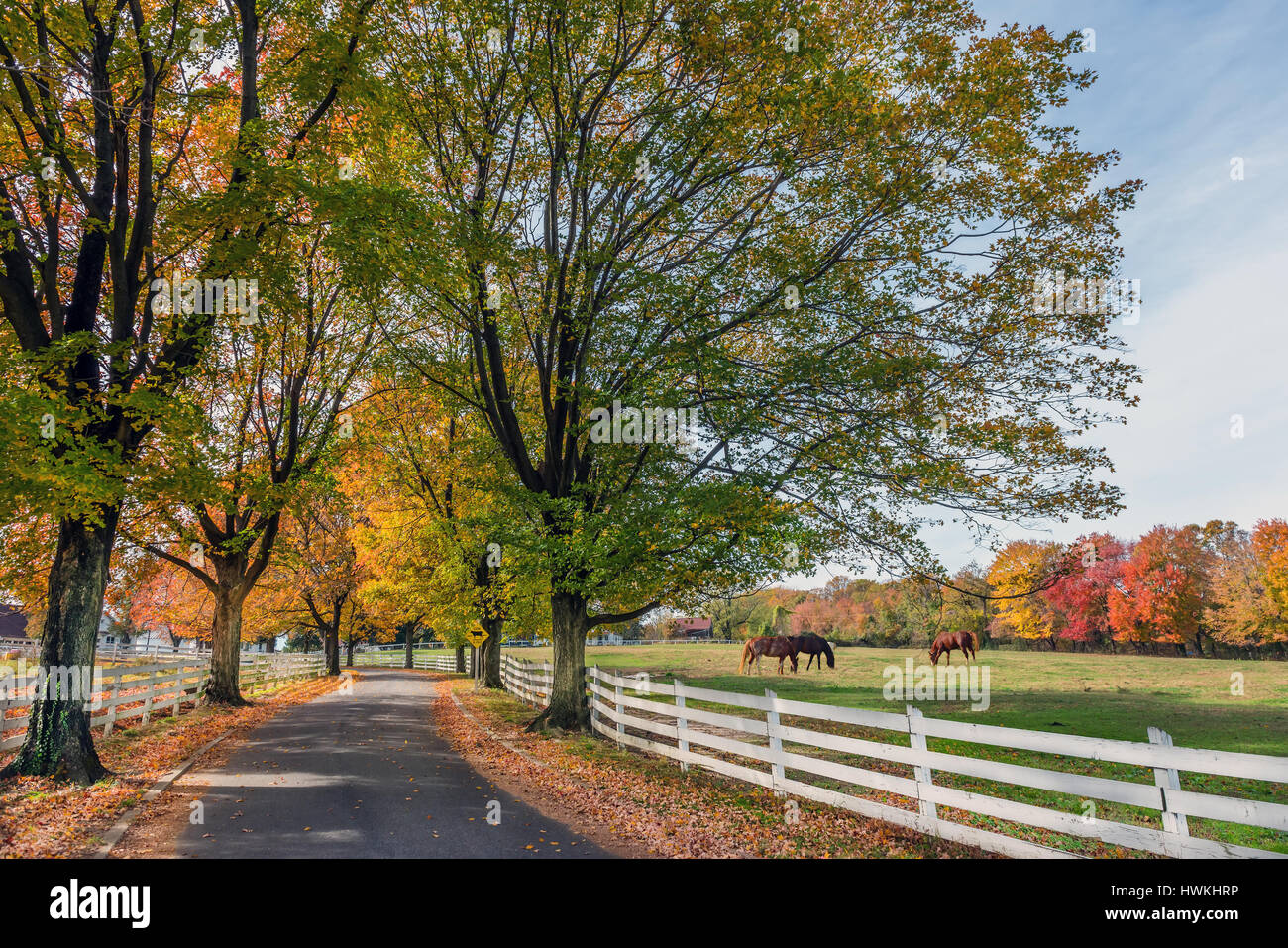 Viale alberato strada di campagna nelle zone rurali del Maryland durante l'autunno con i colori dell'autunno e cavalli pascolano in un campo Foto Stock