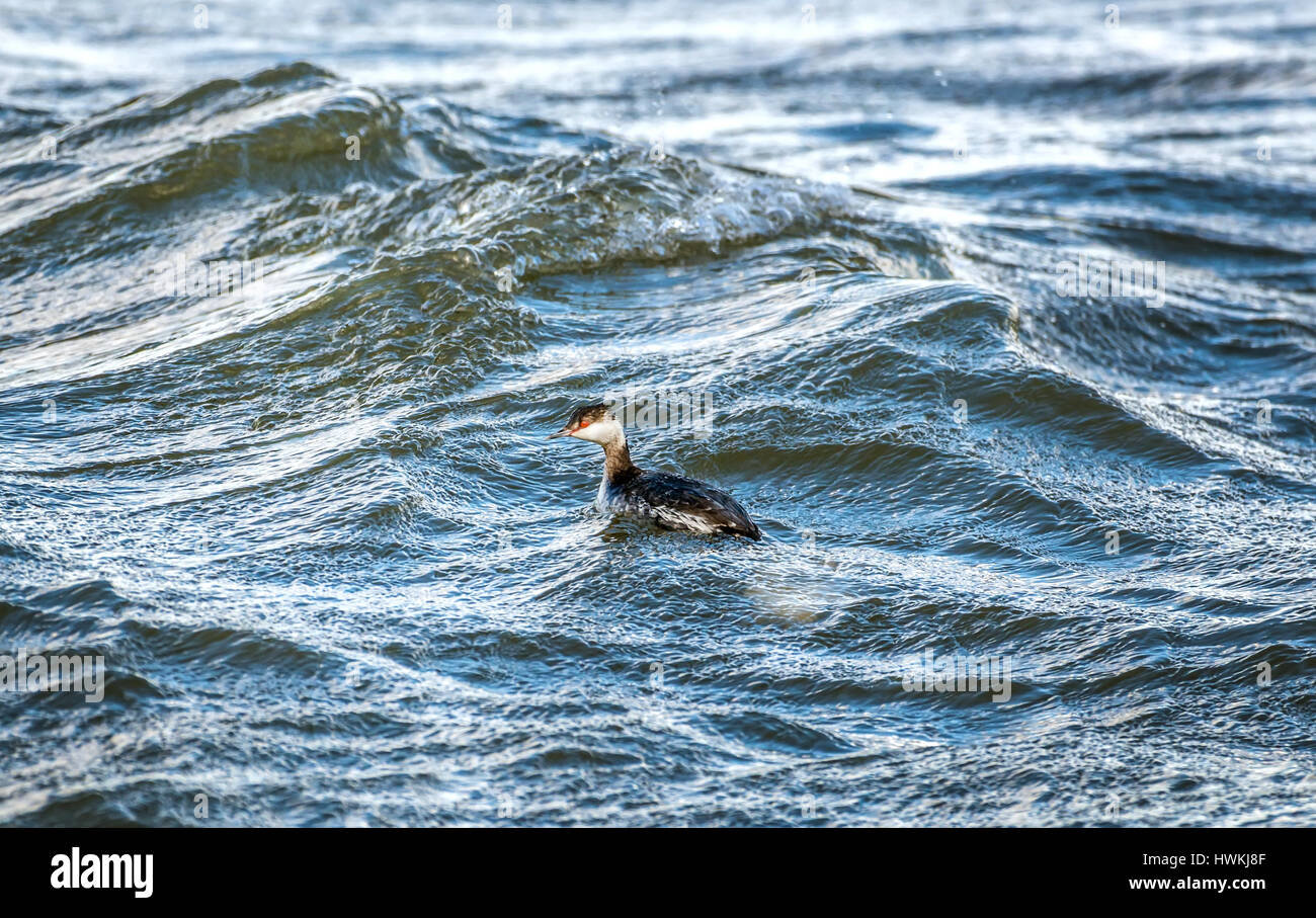 Cornuto svasso anatra in pesca le onde della baia di Chesapeake nel Maryland Foto Stock