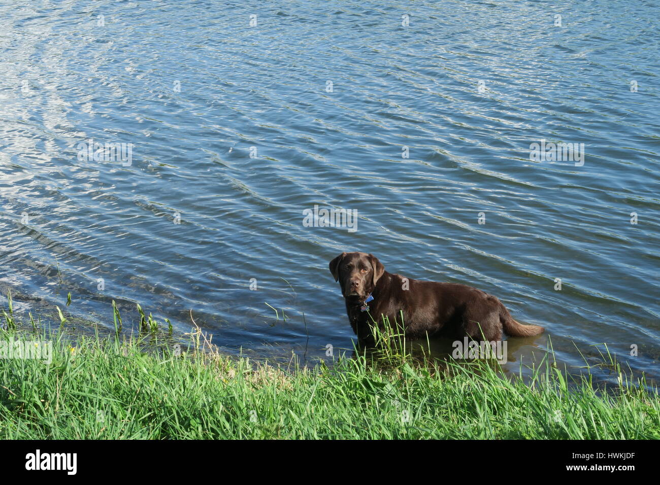 Il cioccolato Labrador il raffreddamento in un fiume Foto Stock
