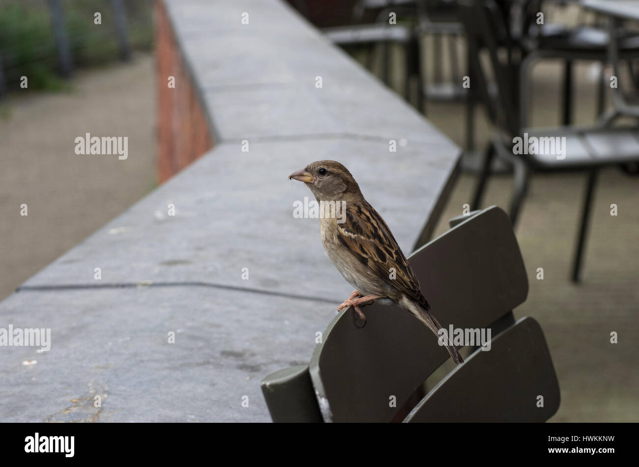 Piccolo passero catturato una formica Foto Stock