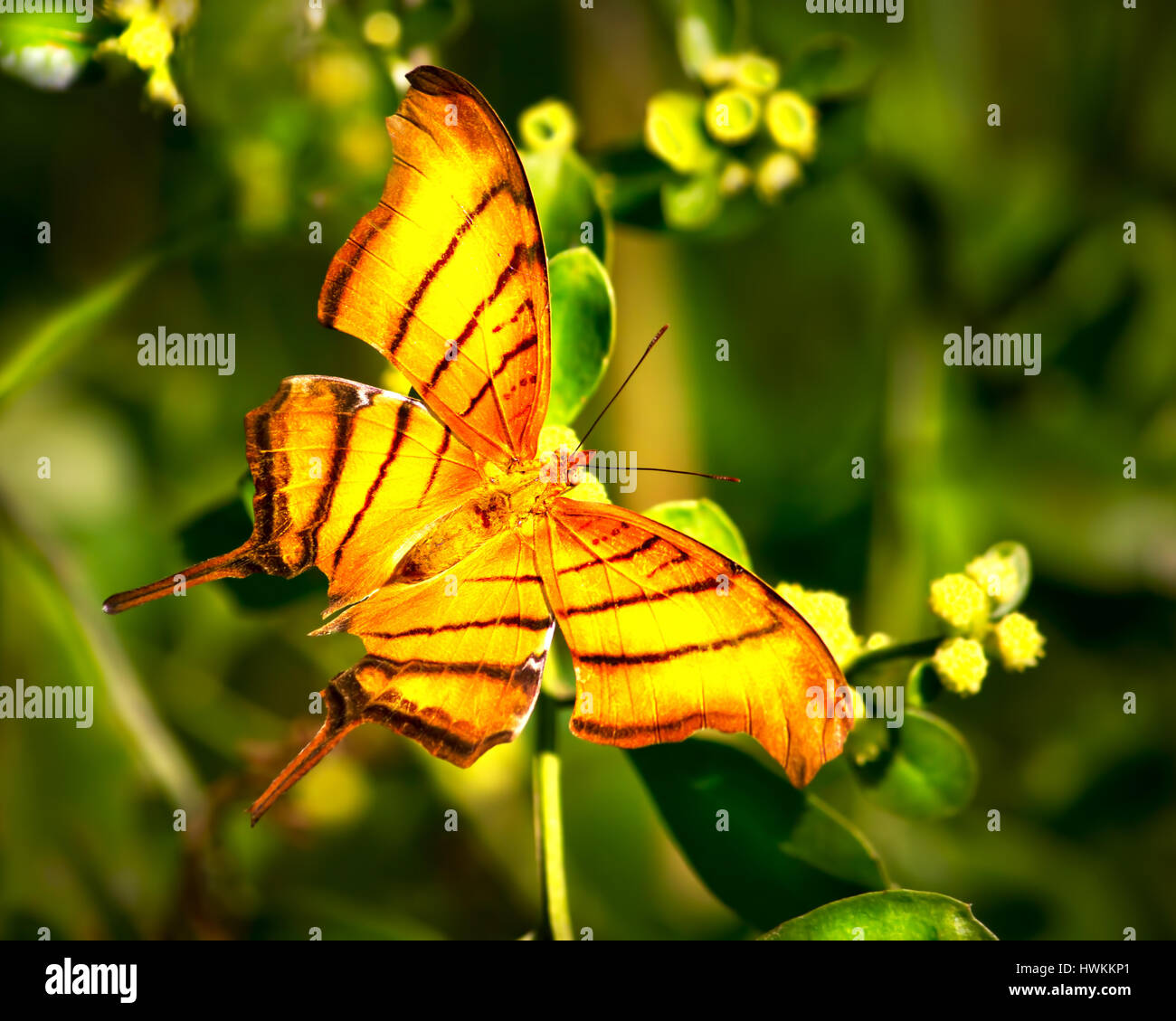 Una Farfalla Daggerwing fotografato in Everglades della Florida. Foto Stock