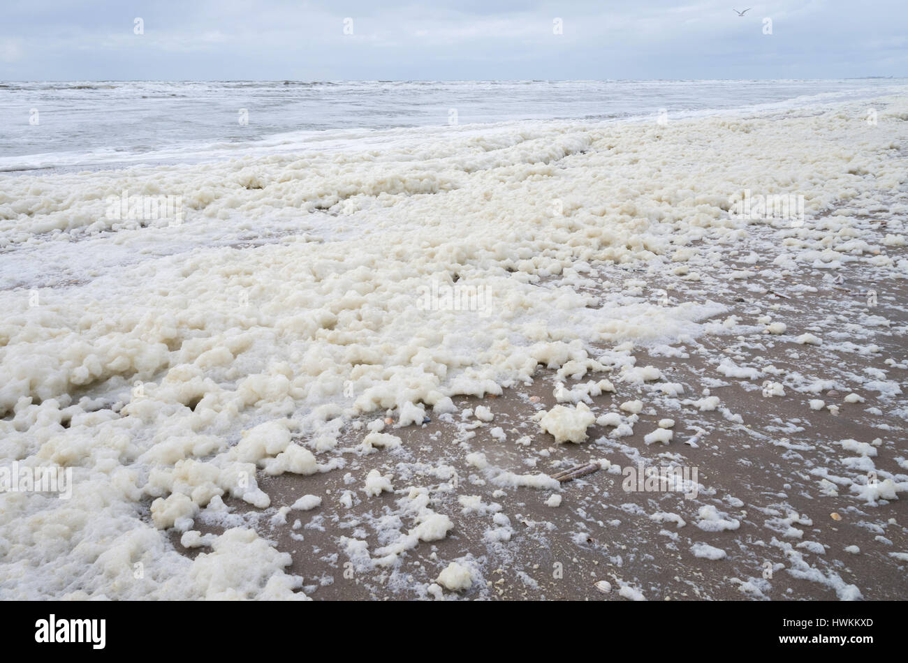 Schiuma di mare in olandese costa del Mare del Nord Foto Stock