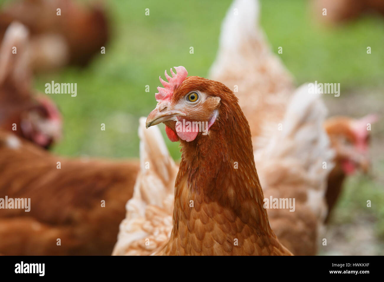 Galline allevate a terra (pollo) su di una azienda agricola biologica, pascolano liberamente su un prato. Agricoltura biologica, i diritti degli animali, torna al concetto di natura. Foto Stock