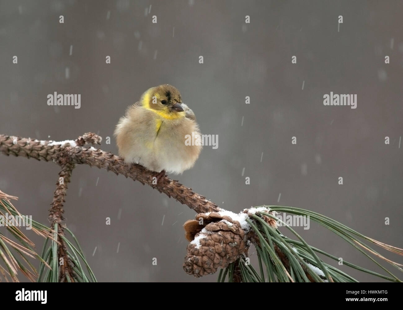 Backyard bird in inverno Foto Stock