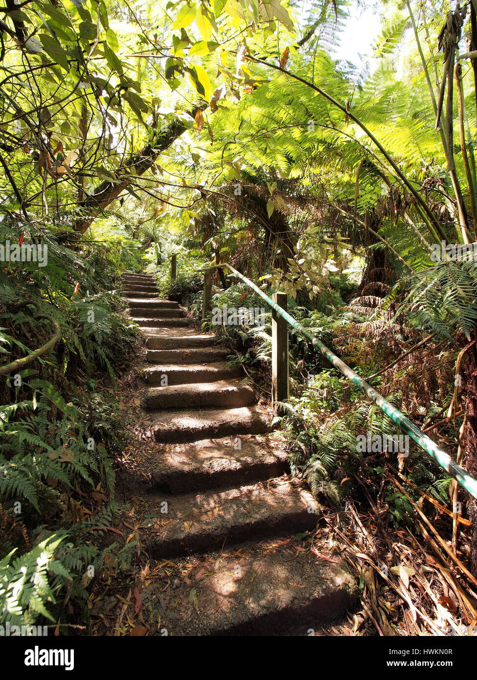 Scalini nella foresta pluviale al Dandenong Ranges, Melbourne 2015 Foto Stock