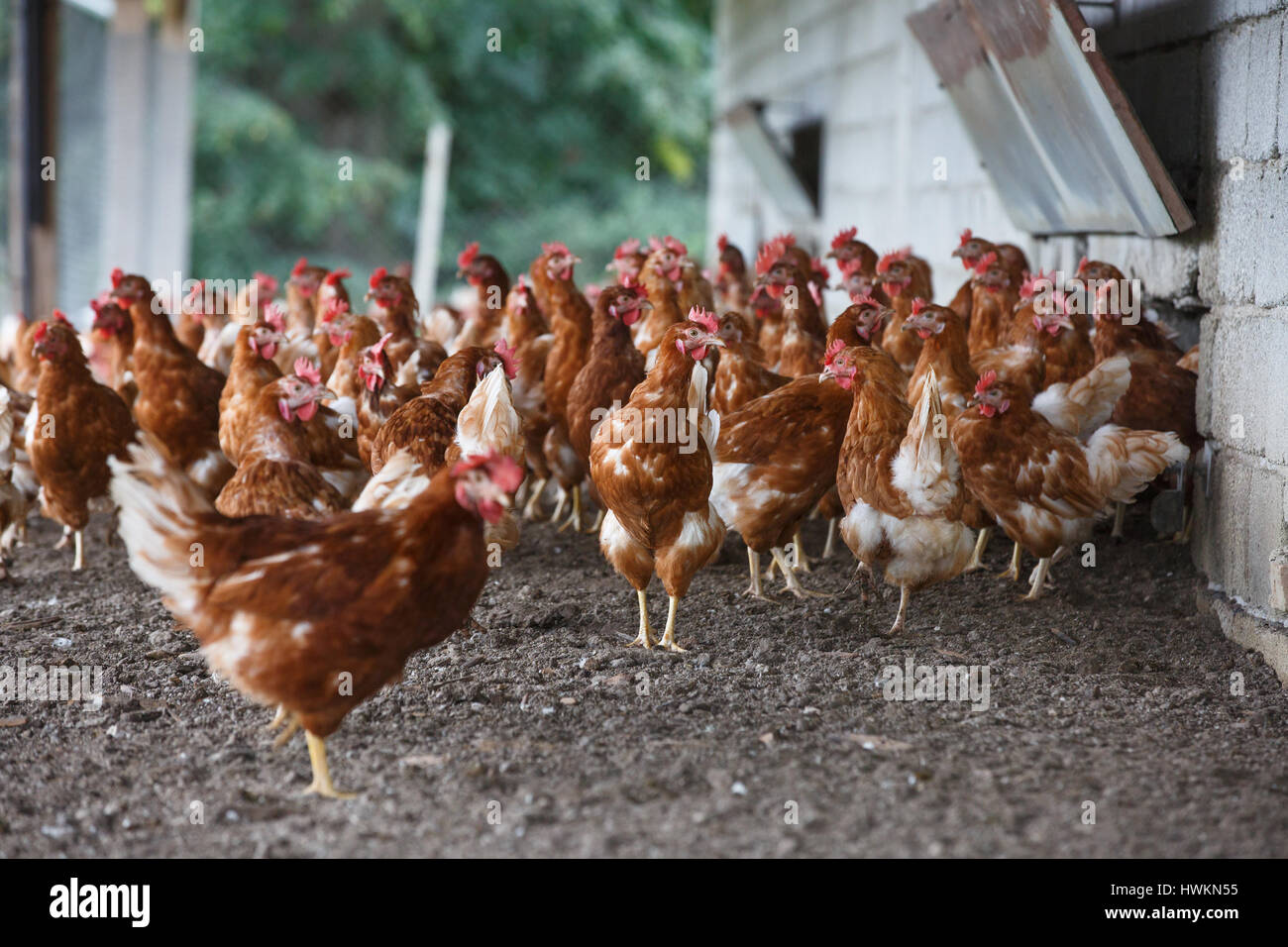 Gruppo di pollo ruspante liberamente al pascolo fuori dell'azienda agricola biologica. Agricoltura biologica, i diritti degli animali, torna al concetto di natura. Foto Stock