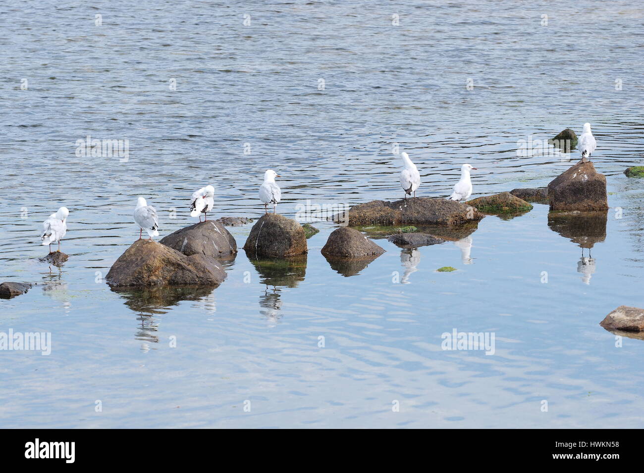 Fila di gabbiani in pietra sulla riva dell'oceano, Sorrento 2016 Foto Stock