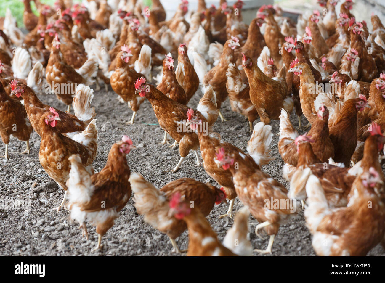 Gruppo di pollo ruspante liberamente al pascolo fuori dell'azienda agricola biologica. Agricoltura biologica, i diritti degli animali, torna al concetto di natura. Foto Stock