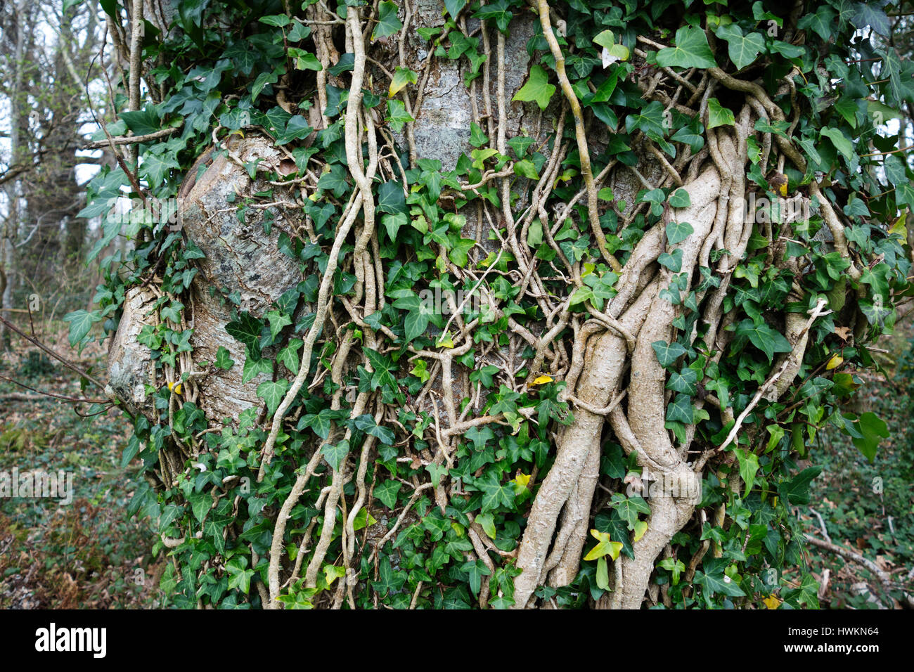 English Ivy, Hedera helix, cresce su alberi in un bosco in Inghilterra, Regno Unito. Foto Stock