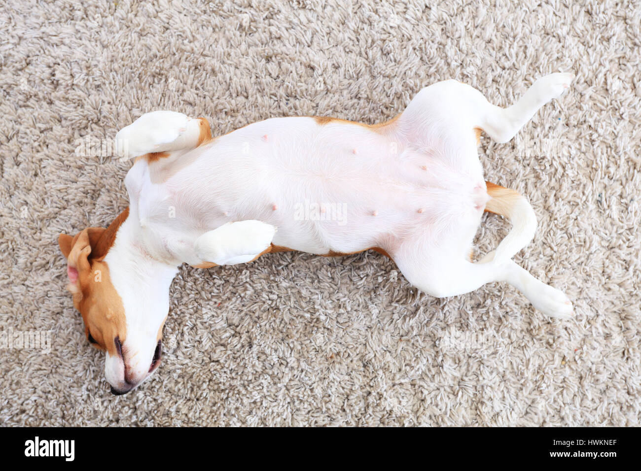 Cane giaceva sul retro dal di sopra. Felice beagle giocando in ambienti chiusi. Funny dog rilassatevi sulla morbida moquette. Cane bianco ventre bianco sul morbido tappeto sfondo. Foto Stock