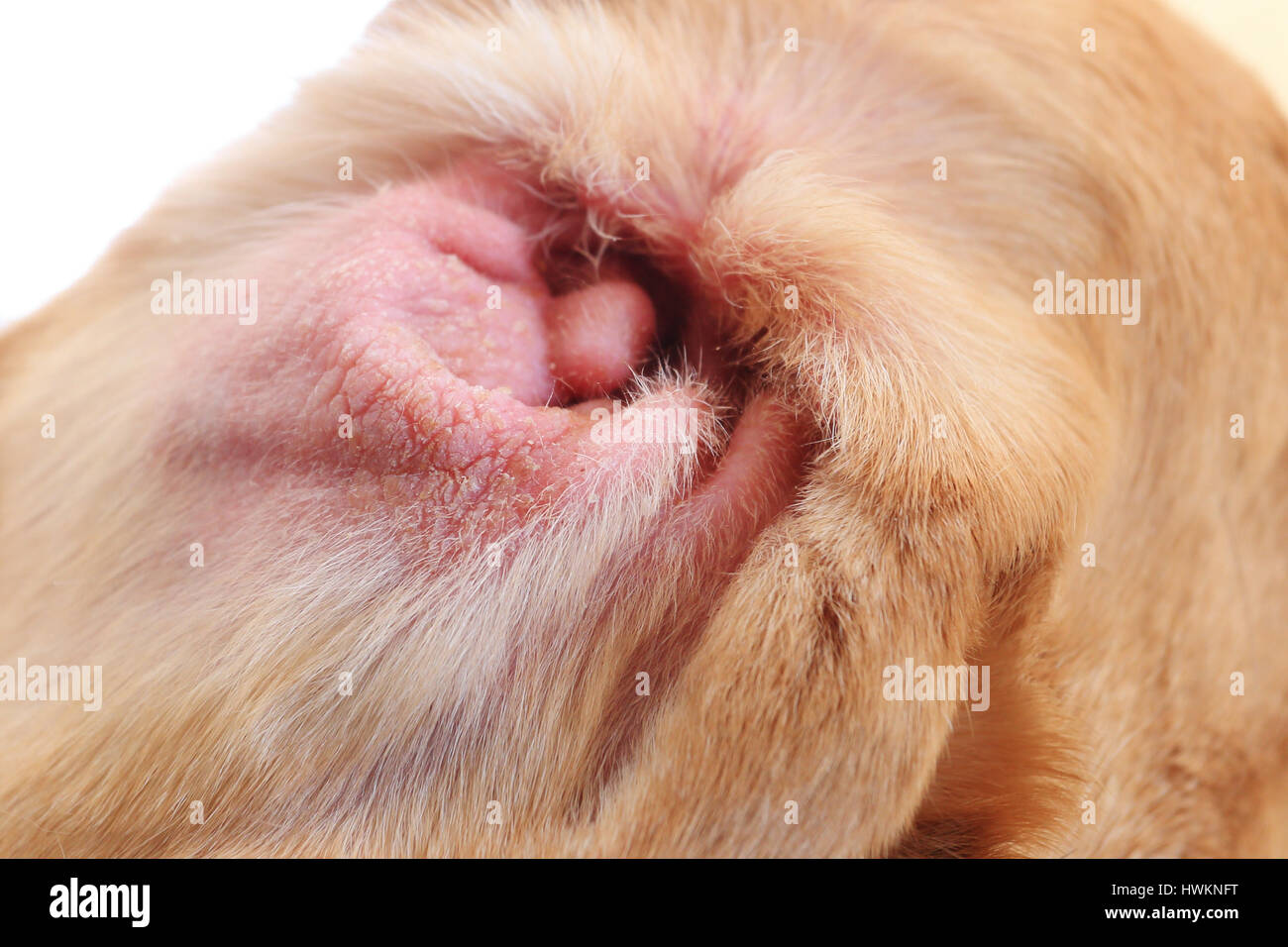 Red Dog ear closeup. Cattive condizioni del cane orecchio. Il cane rosso orecchio con allergia. Foto Stock