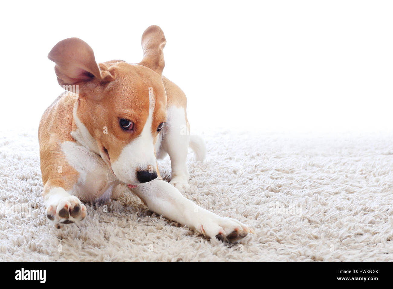 Divertente cane su un tappeto isolato su sfondo bianco. Crazy beagle close-up. Jumping dog su sfondo bianco. Foto Stock
