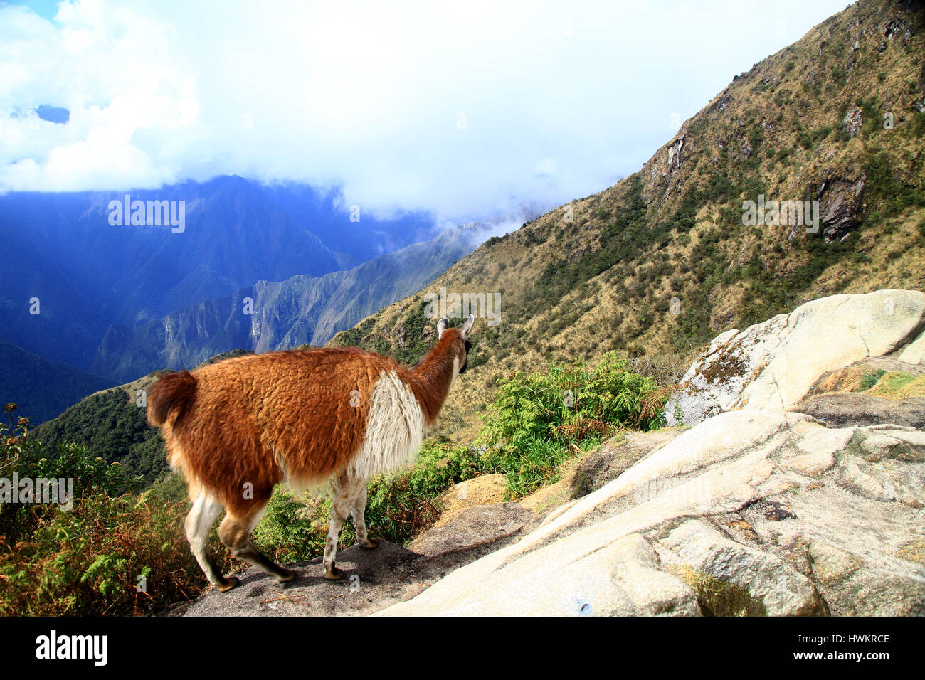 Llama sul Cammino Inca in Perù Foto Stock
