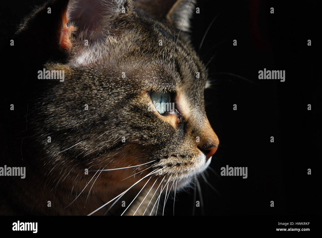 Profilo di bella tabby cat su sfondo nero Foto Stock