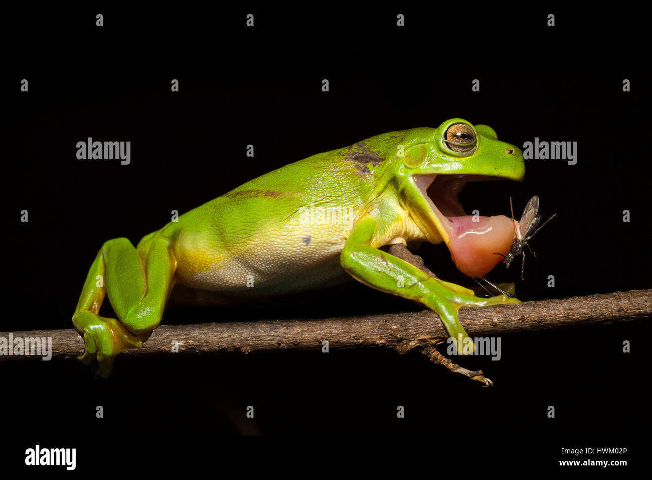 Ranocchio verde (Litoria caerulea) Foto Stock
