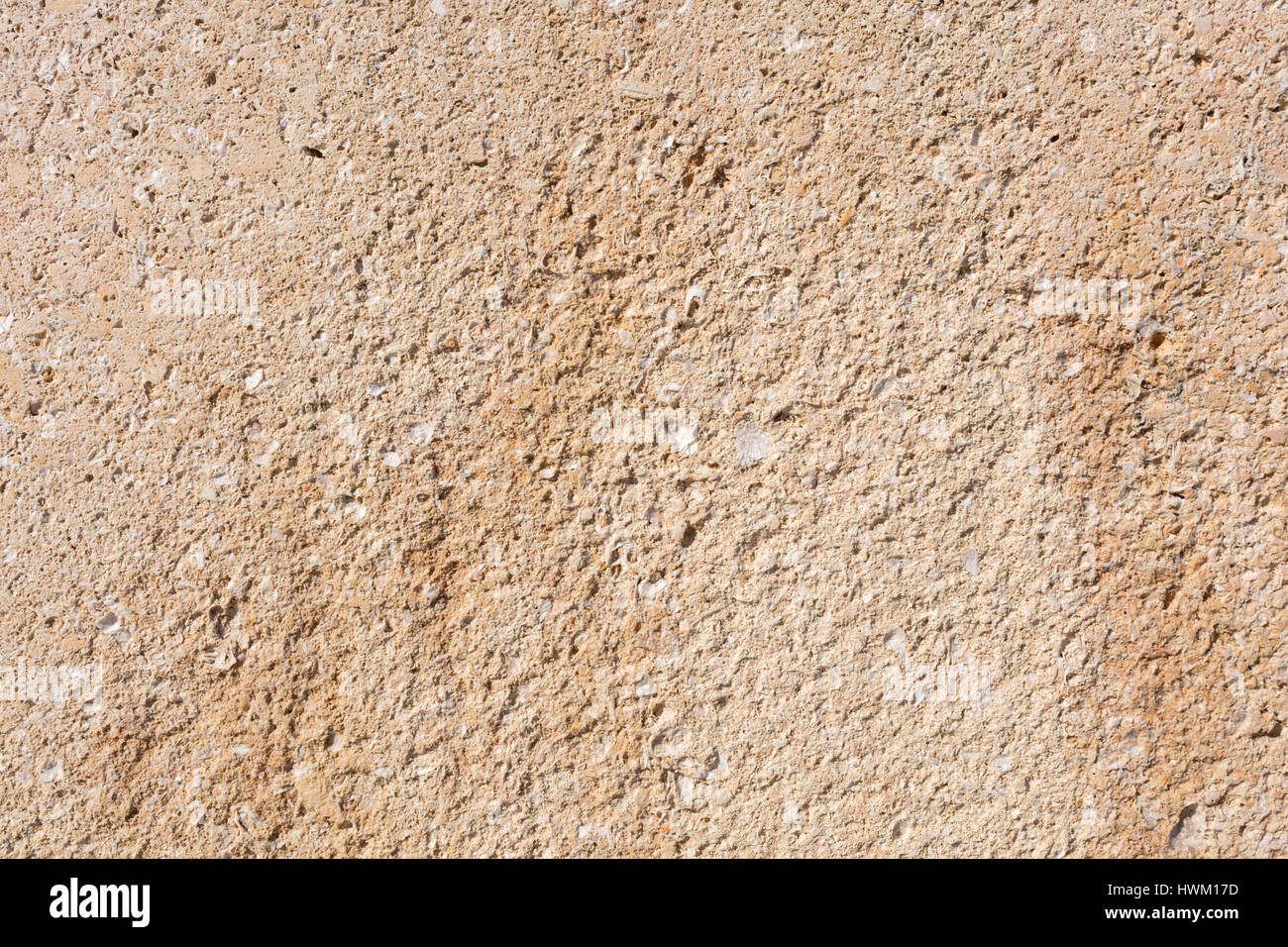 Texture in pietra arenaria con conchiglie fossili, colore marrone chiaro Foto Stock