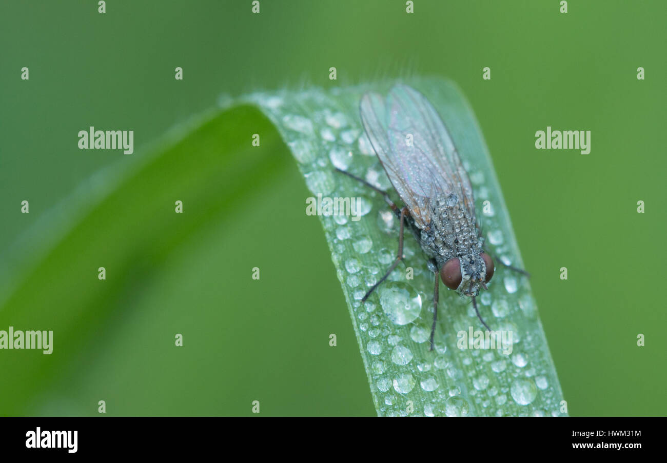 Close up di un insetto sulla foglia verde,volare è un gestore di diarrea,Macro di un verde fly musca Foto Stock