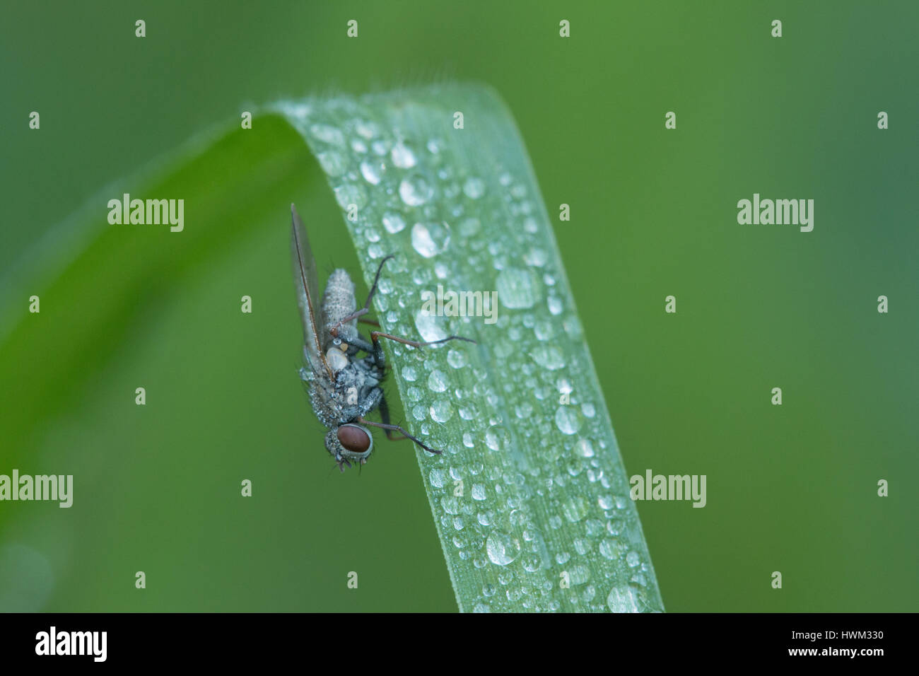 Close up di un insetto sulla foglia verde Foto Stock