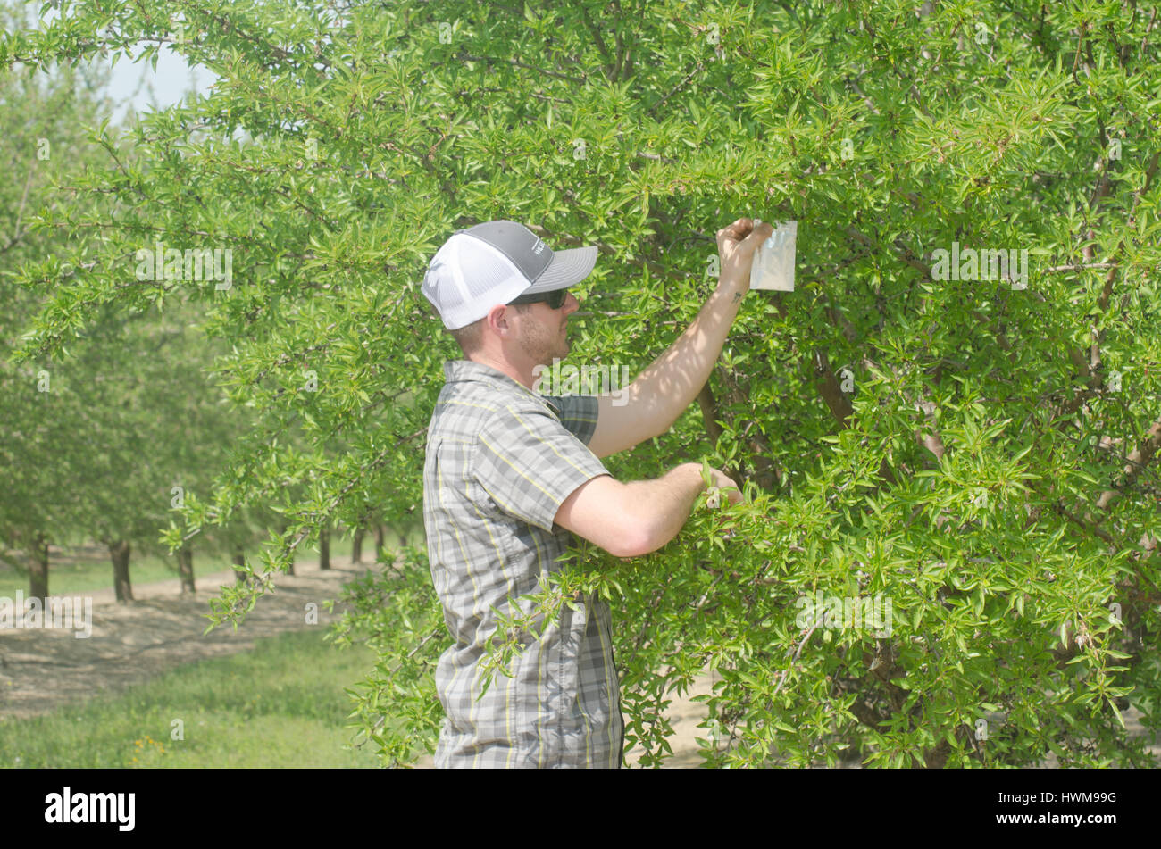Il dado della California produttore Ryan Kaplan conduce la bomba della pressione di prova con PMS camera di pressione Instrument modello 615 test di umidità nella struttura ad albero . Foto Stock