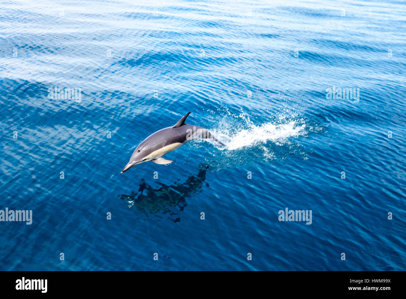 Il tursiope o delfino maggiore salta fuori dell'acqua nel Golfo di Hauraki Marine Park, Nuova Zelanda Foto Stock