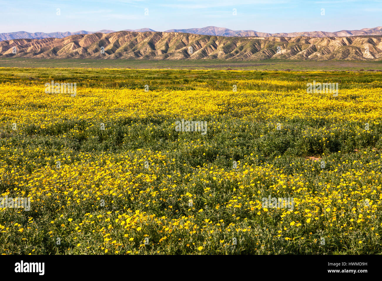 Fioritura di fiori di campo vicino al Van Matre Ranch a Carrizo Plain monumento nazionale. Foto Stock